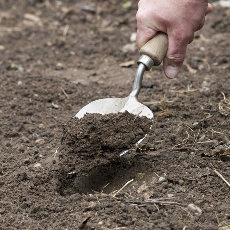 Sneeboer Planting Trowel Old Dutch Style with 14 cm Ash Handle