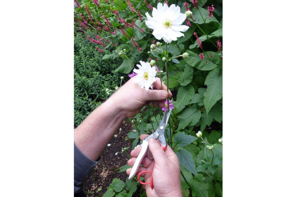 Okatsune Floral Snips 4.5 cm Long Blade Suitable for soft Stems 304