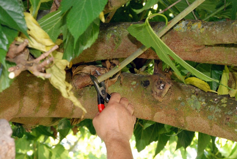 Okatsune Small Bypass Secateurs  101