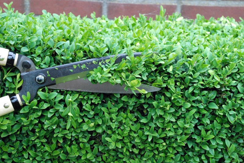 Okatsune Short Handled Hedge/Shrub Shears 217