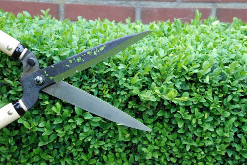 Okatsune Short Handled Hedge/Shrub Shears 217